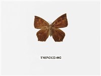 藏品(隱錨紋蛾)的圖片